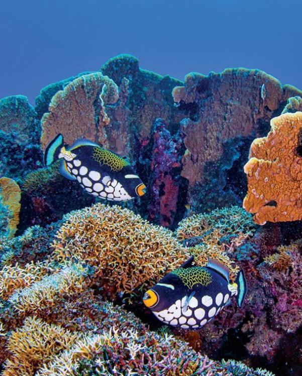 Pulau Unauna Pristine Paradise Dive Resort - Togean Islands, Una Una מראה חיצוני תמונה
